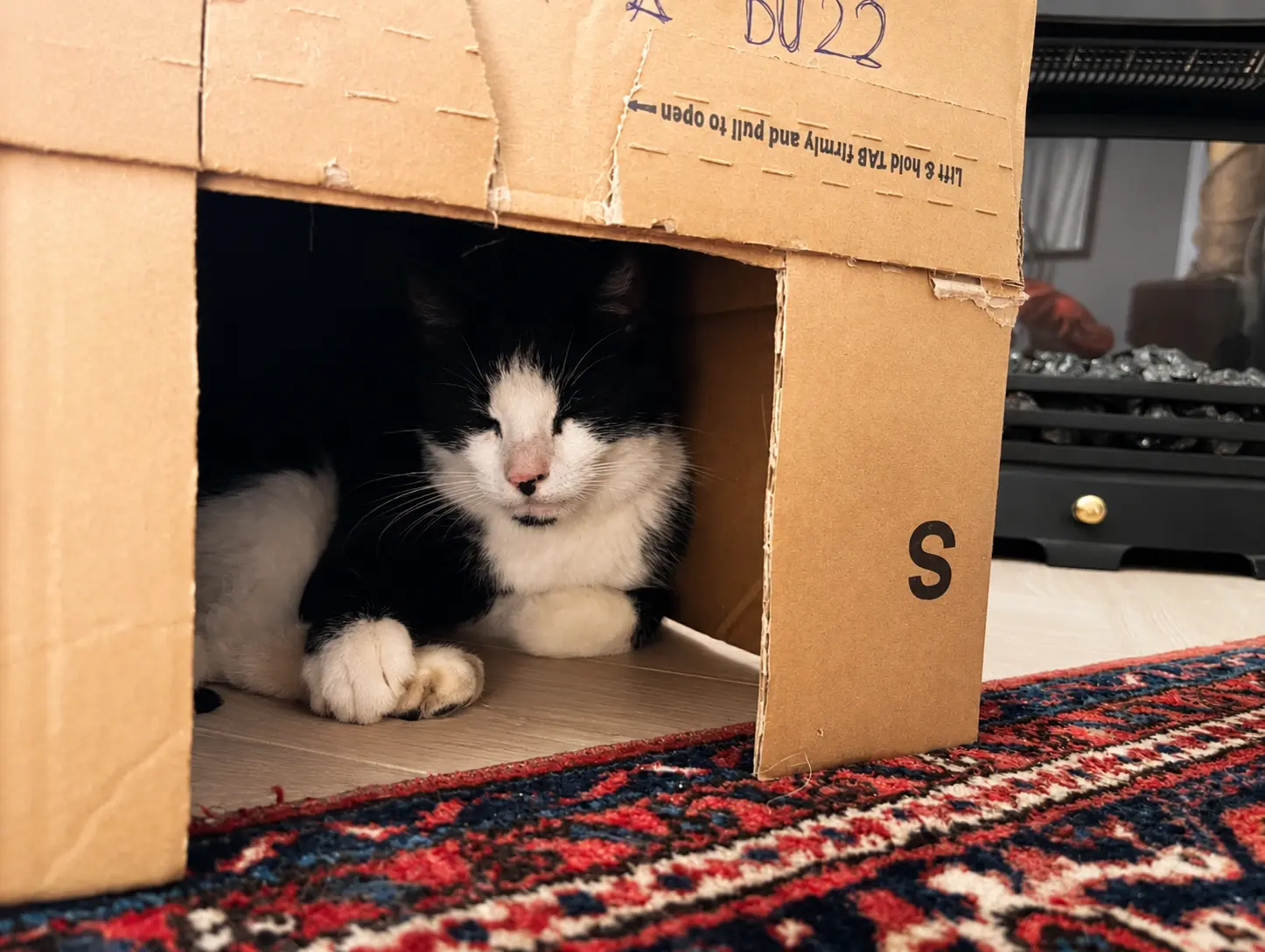 Stress bij katten en de kracht van een schuildoos